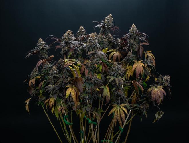 Lemon Cherry Runtz. Week 16