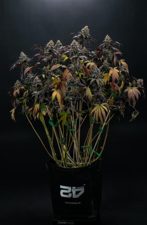 Lemon Cherry Runtz. Week 16