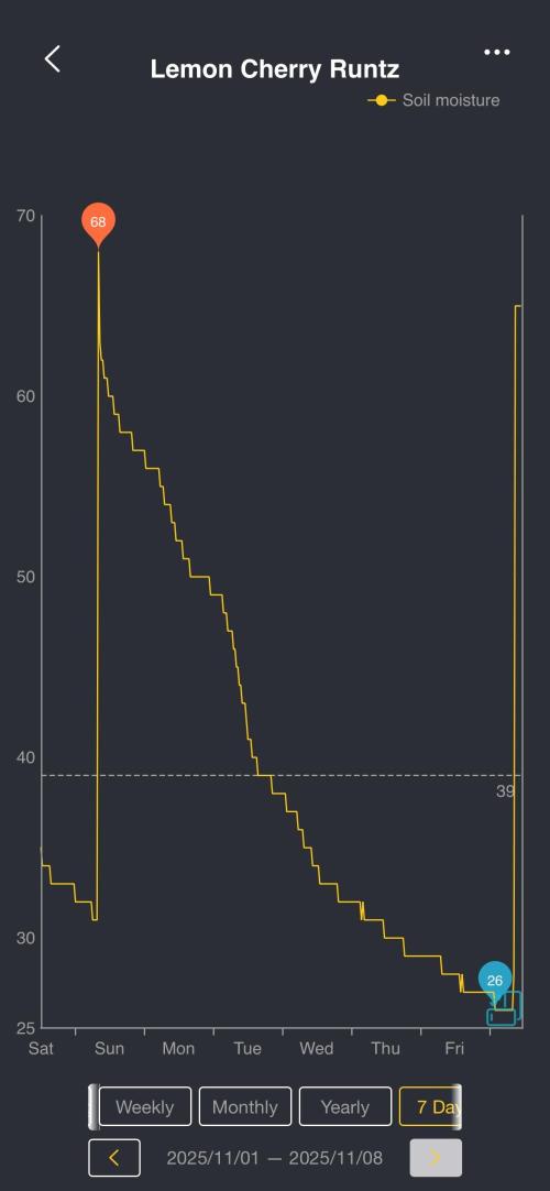 Lemon Cherry Runtz. Week 16