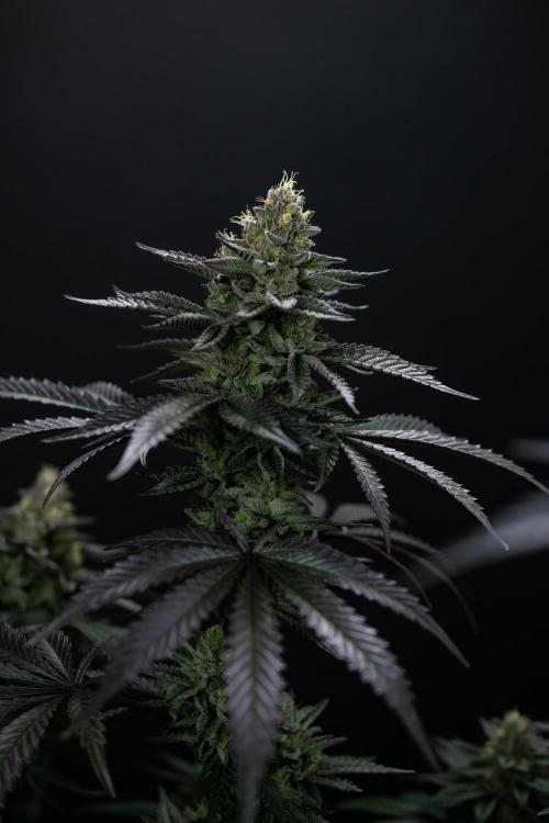 Biscotti Gelato. Week 13