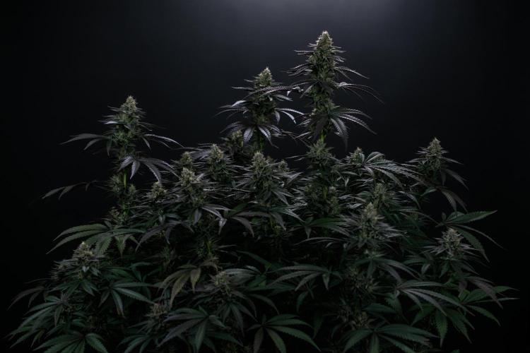 Biscotti Gelato. Week 13