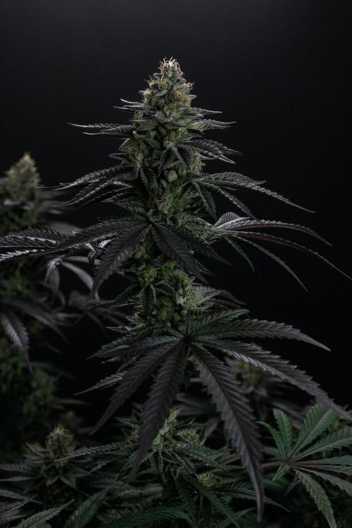 Biscotti Gelato. Week 13