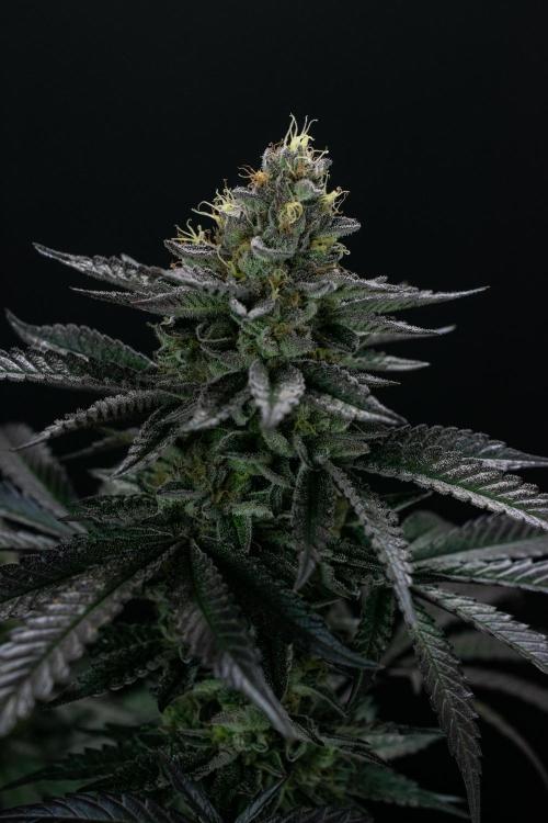 Biscotti Gelato. Week 13