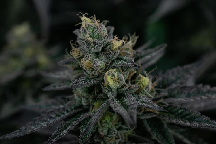 Biscotti Gelato. Week 13