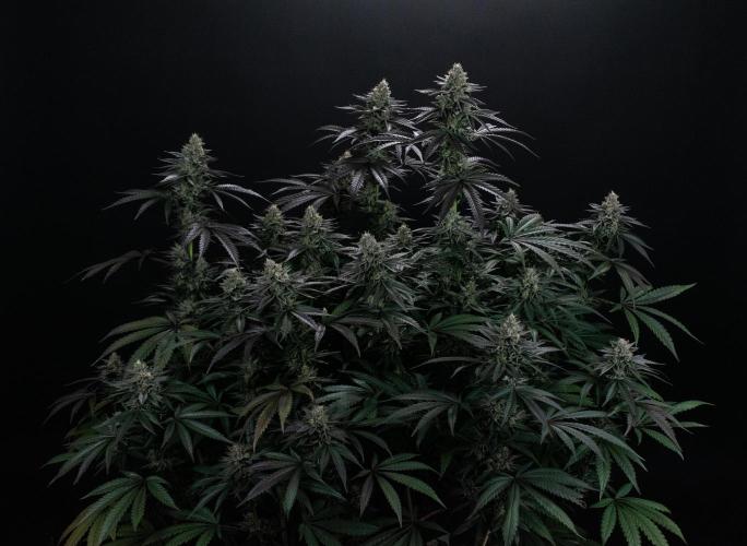 Biscotti Gelato. Week 13