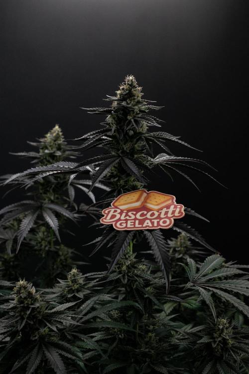 Biscotti Gelato. Week 13
