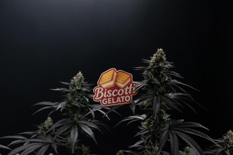 Biscotti Gelato. Week 13