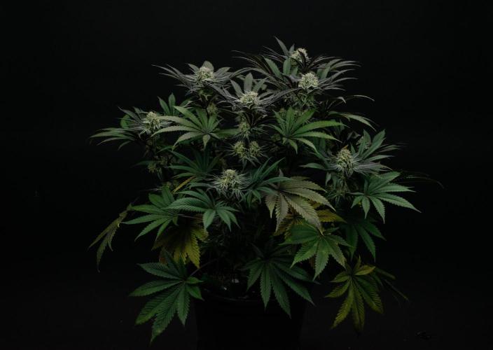 Bananakin Skywalker. Week 9