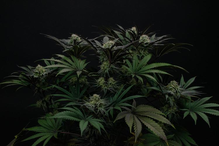 Bananakin Skywalker. Week 9