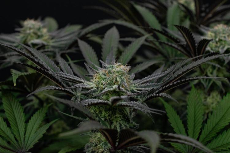 Bananakin Skywalker. Week 9