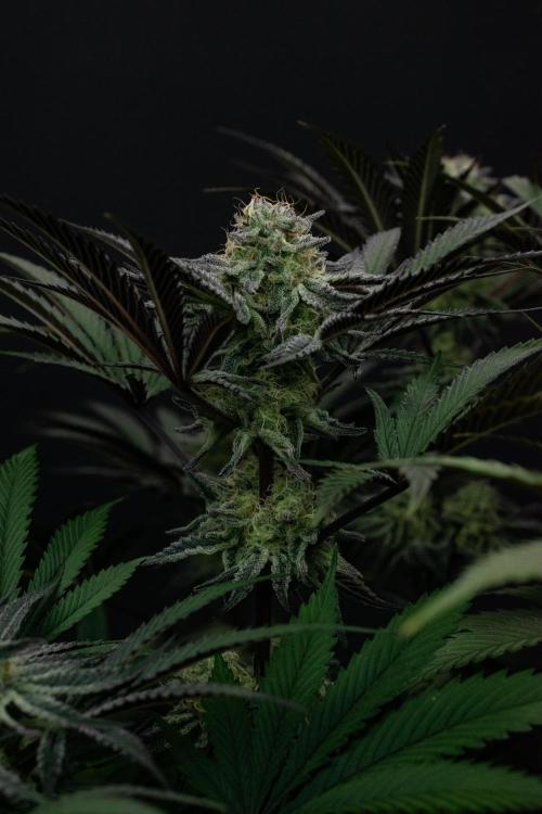 Bananakin Skywalker. Week 9