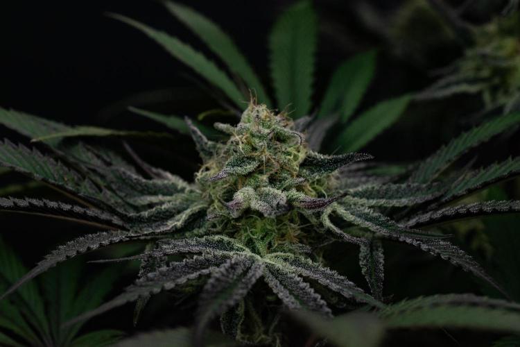 Bananakin Skywalker. Week 9