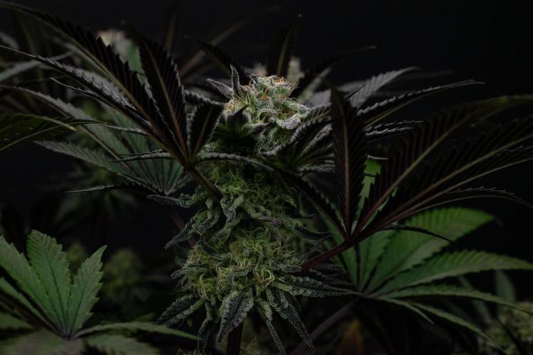 Bananakin Skywalker. Week 9