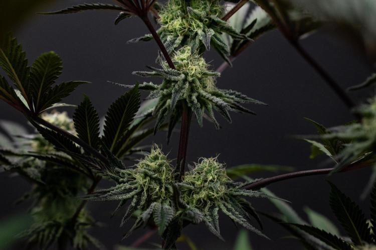 Bananakin Skywalker. Week 9