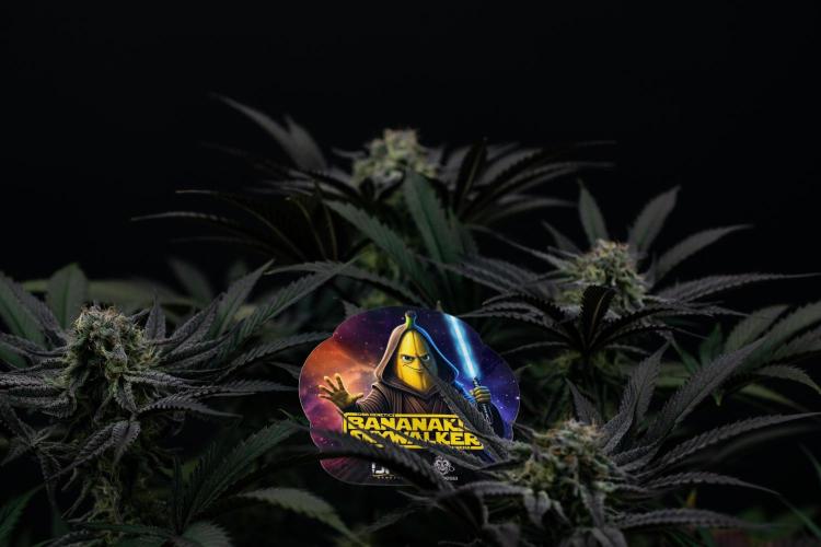 Bananakin Skywalker. Week 9