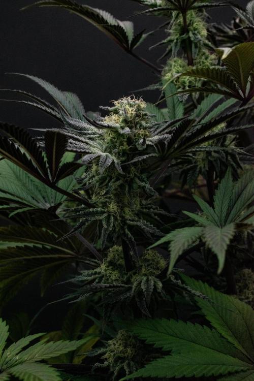 Bananakin Skywalker. Week 9