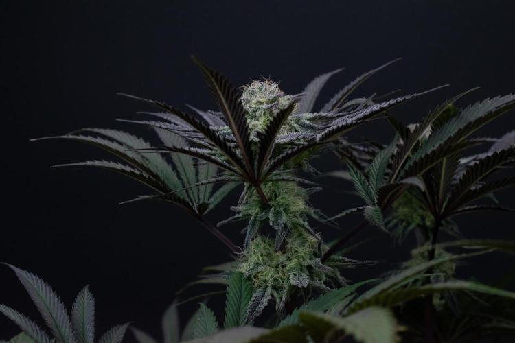 Bananakin Skywalker. Week 9