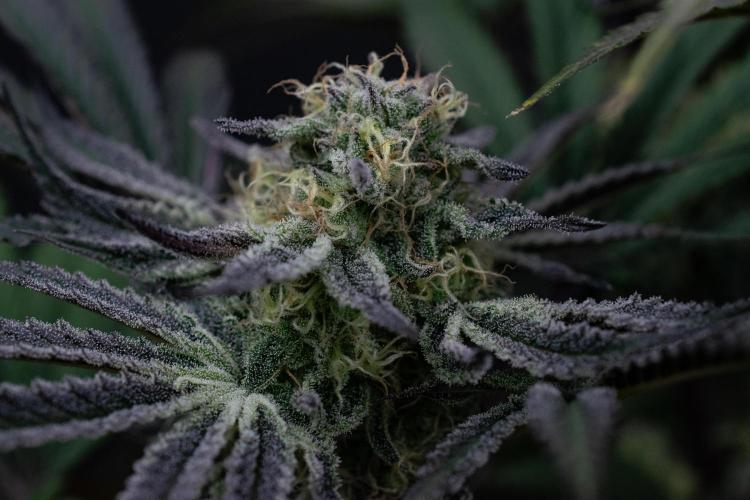 Bananakin Skywalker. Week 9