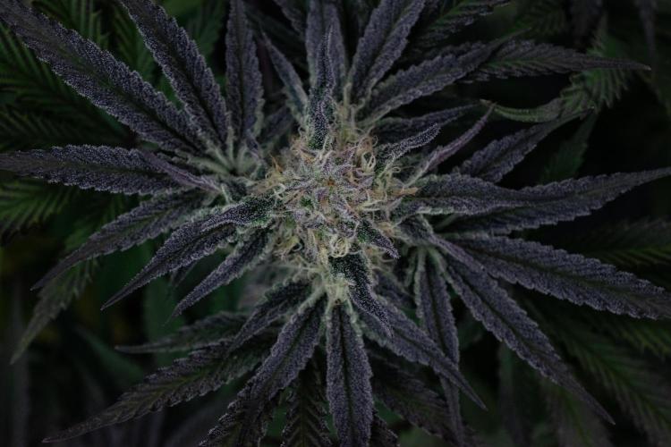 Bananakin Skywalker. Week 9