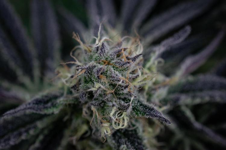 Bananakin Skywalker. Week 9