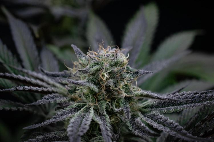 Bananakin Skywalker. Week 9