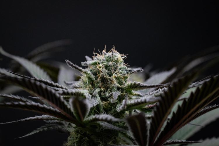 Bananakin Skywalker. Week 9