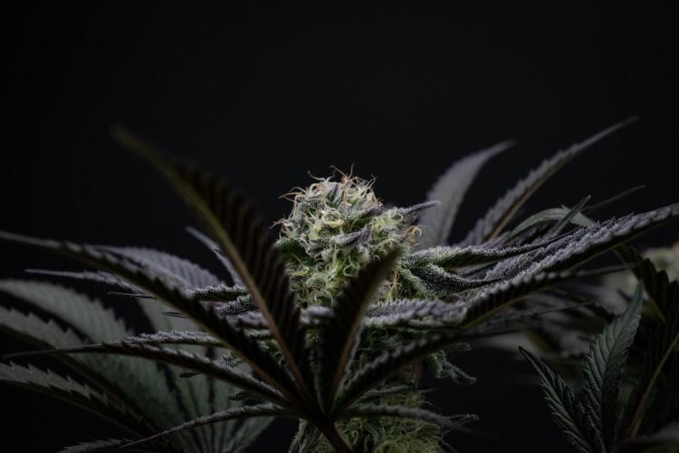 Bananakin Skywalker. Week 9