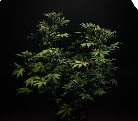 Monster Maker. Week 9