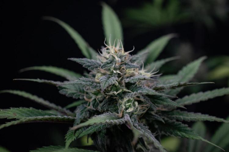 Monster Maker. Week 9