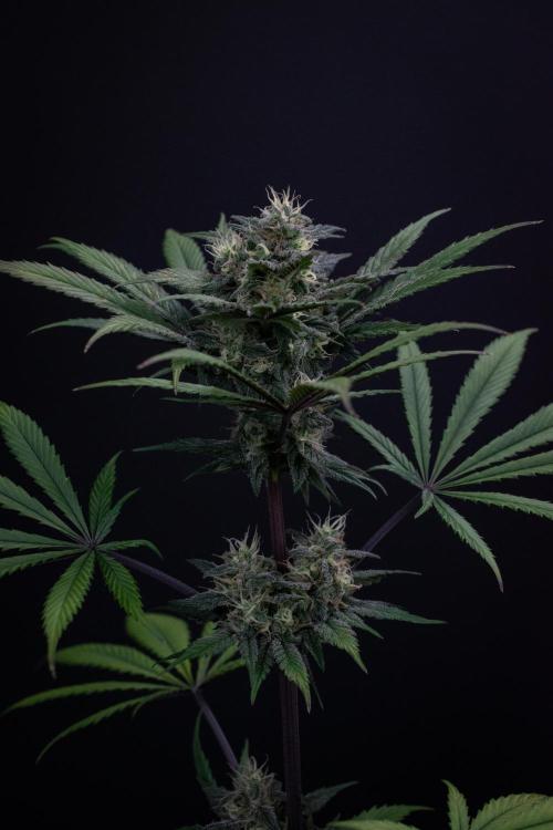 Monster Maker. Week 9