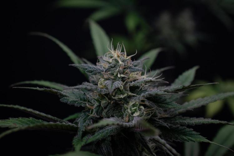 Monster Maker. Week 9