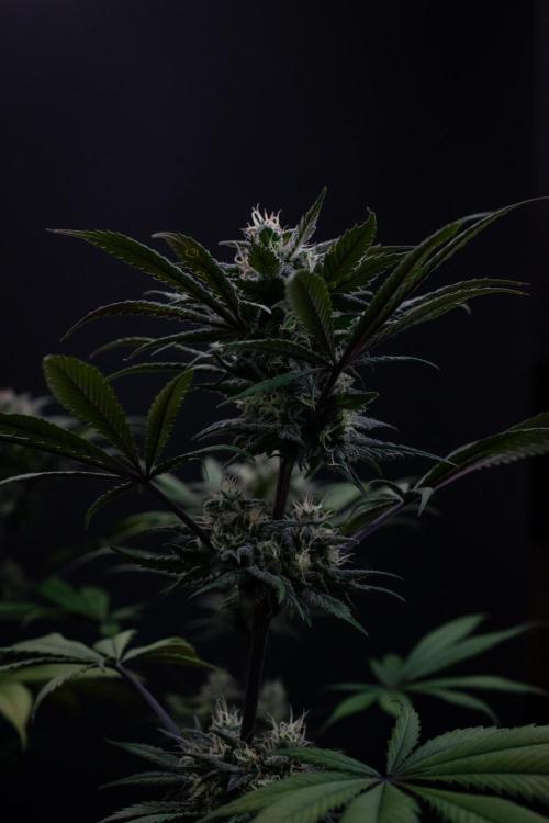 Monster Maker. Week 9