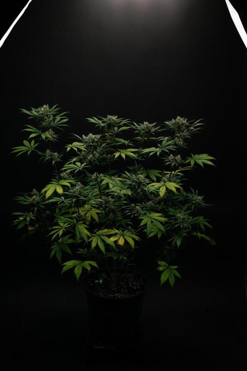 Monster Maker. Week 9