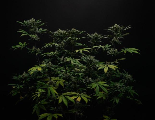 Monster Maker. Week 9