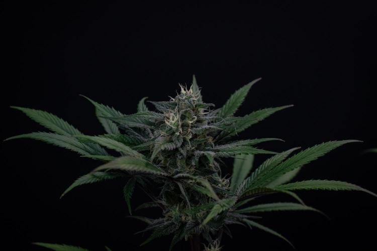 Monster Maker. Week 9