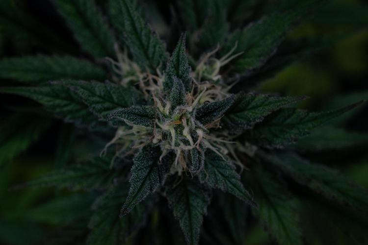 Monster Maker. Week 9