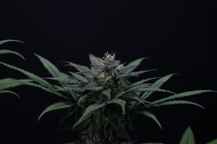 Monster Maker. Week 9