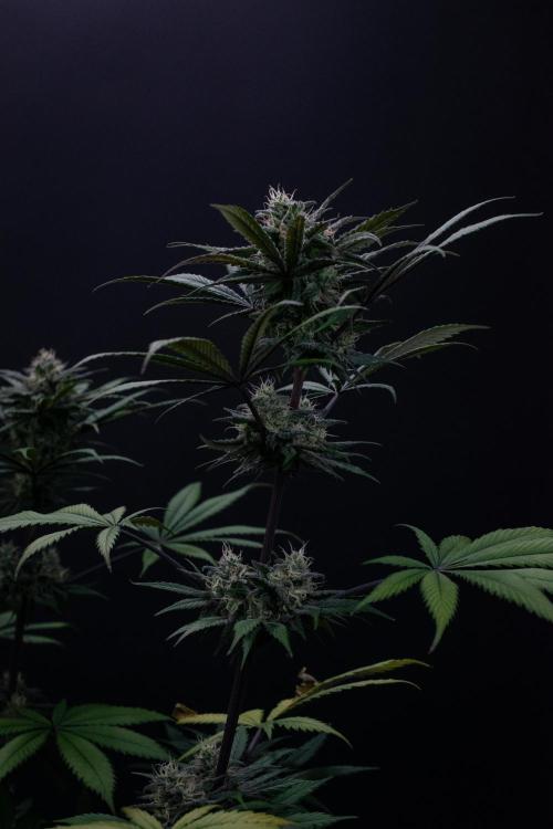 Monster Maker. Week 9