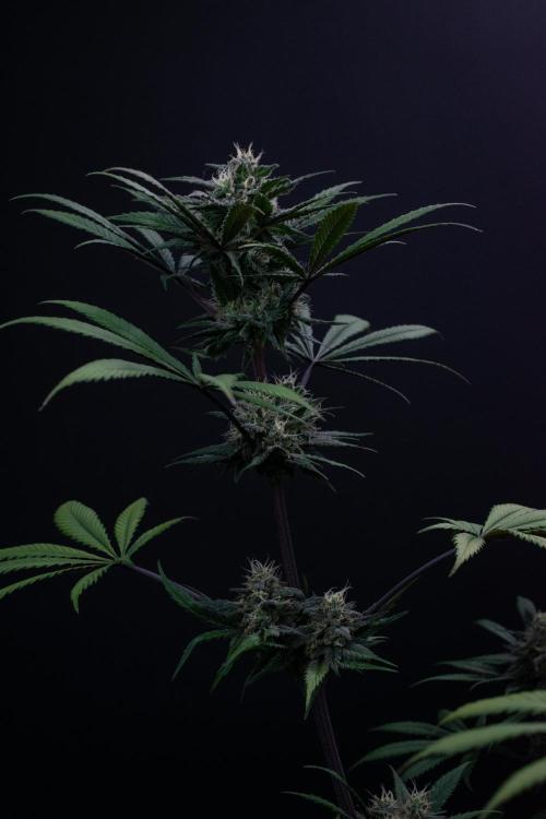 Monster Maker. Week 9