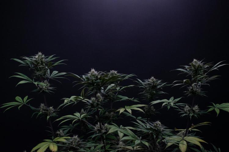 Monster Maker. Week 9