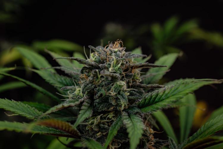 Monster Maker. Week 10