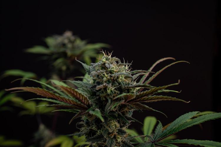 Monster Maker. Week 10