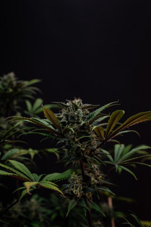 Monster Maker. Week 10