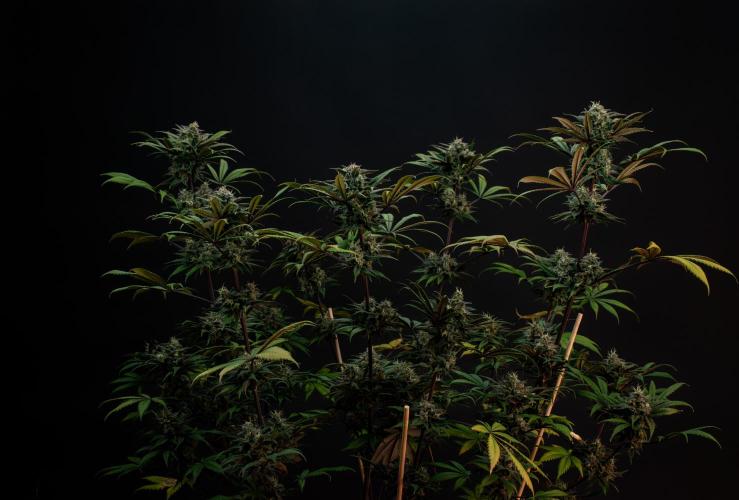 Monster Maker. Week 10