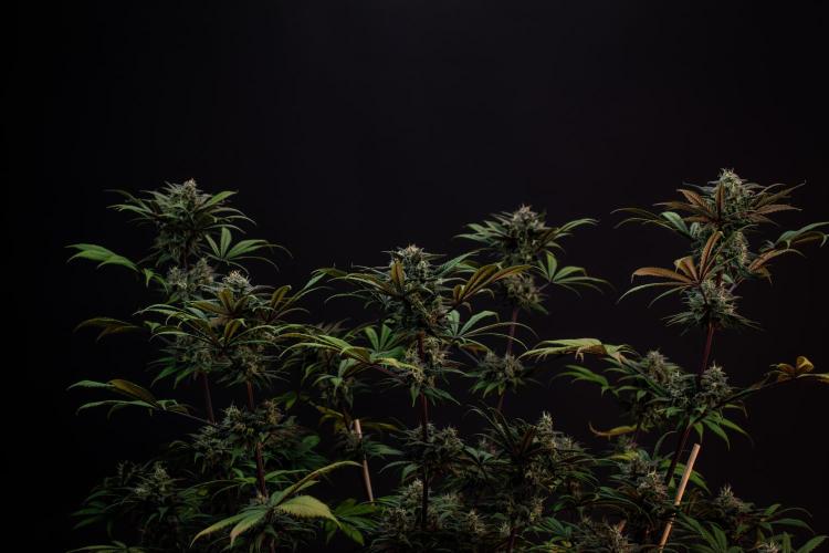 Monster Maker. Week 10