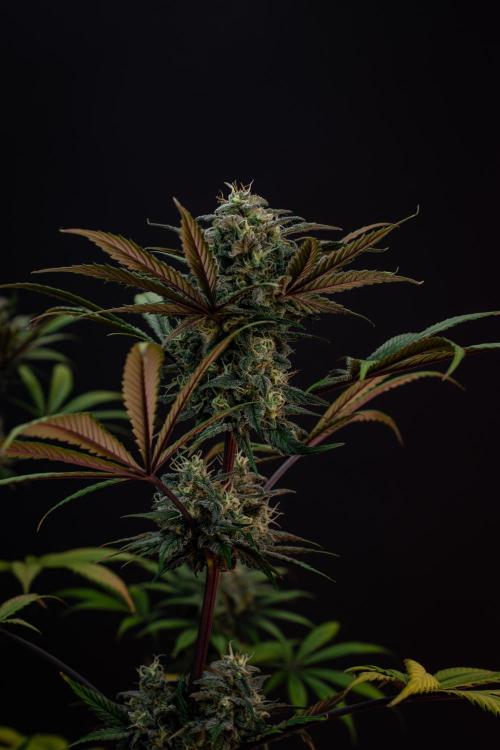 Monster Maker. Week 10