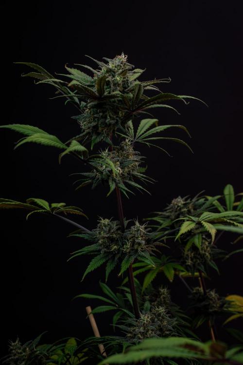 Monster Maker. Week 10