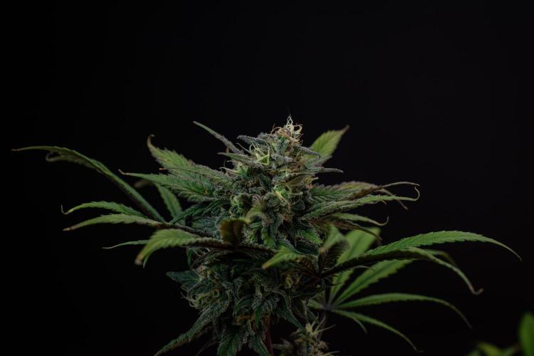 Monster Maker. Week 10