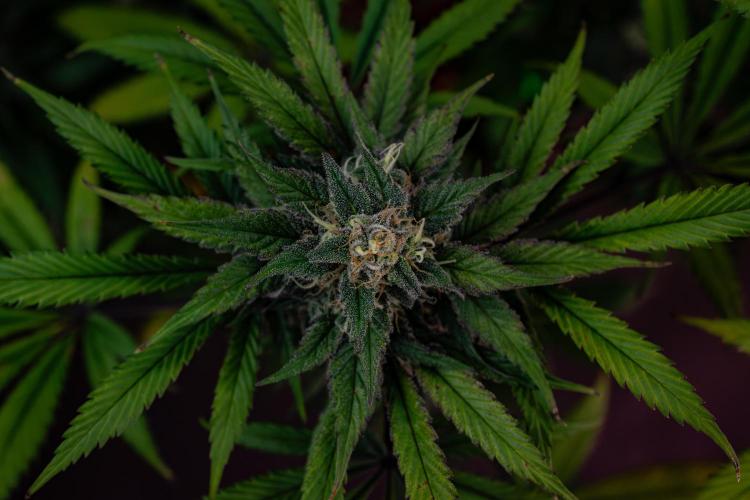 Monster Maker. Week 10