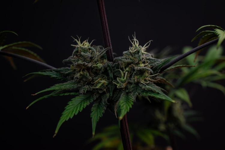 Monster Maker. Week 10